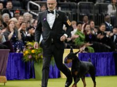 Doberman pinscher chamado Penny ganha o prêmio de melhor exposição na 150ª exposição anual de cães do Westminster Kennel Membership