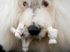 Fotos da exposição canina de Westminster