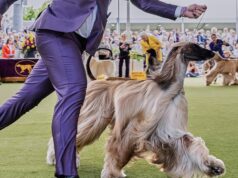 Canine Present 101: O que saber sobre o 150º present de Westminster